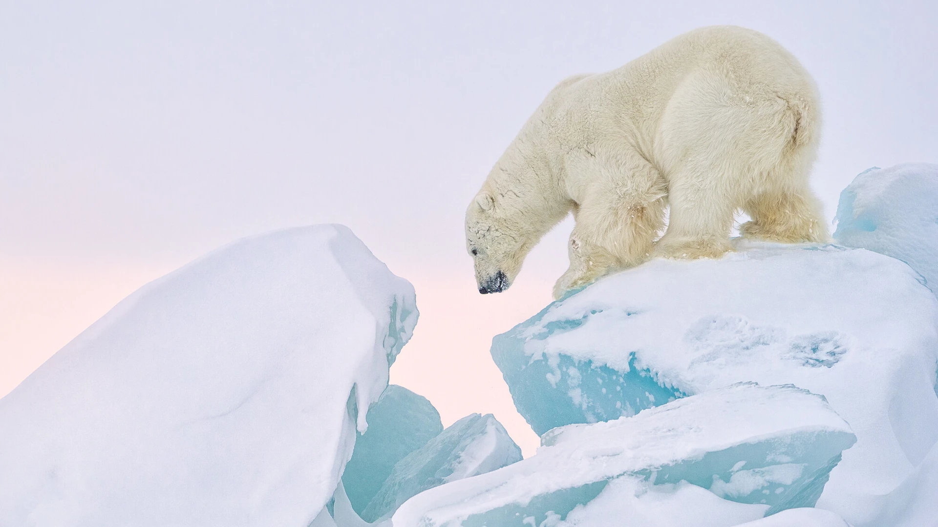 Eisb&auml;r klettert auf Eisbergen