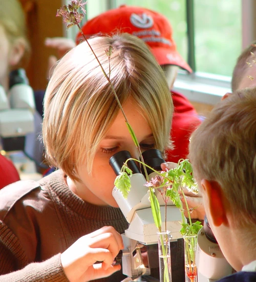 Auf dem Bild unterscuhen mehrere Kinder gemeinsam Pflanzenproben mit einem Mikroskop.